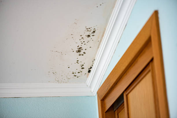 Best Air Quality Testing for Mold Spores  in Glenwood, AR